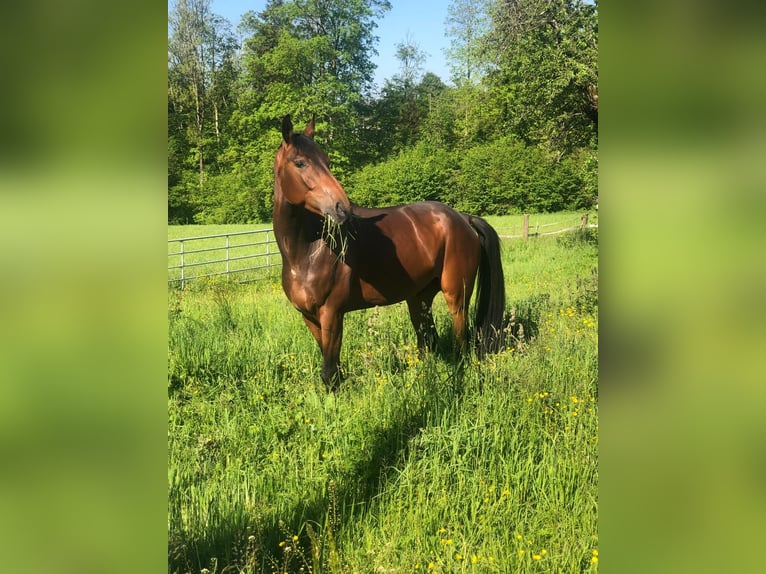 Hannoveraner Wallach 6 Jahre 175 cm Dunkelbrauner in Meilen