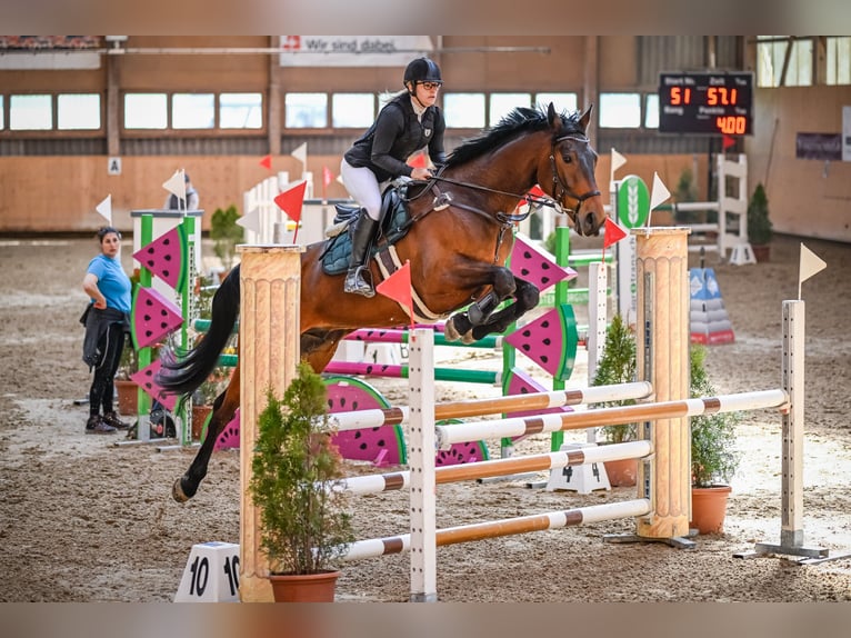 Hannoveraner Wallach 6 Jahre 175 cm Dunkelbrauner in Meilen