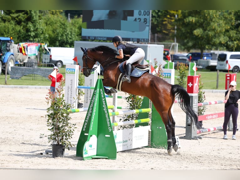 Hannoveraner Wallach 6 Jahre 175 cm Dunkelbrauner in Meilen