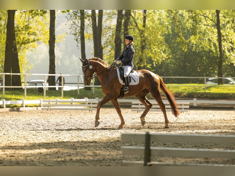 Hannoveraner Wallach 6 Jahre 175 cm Dunkelfuchs in Stadtlohn