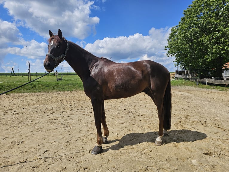 Hannoveraner Wallach 6 Jahre 175 cm Dunkelfuchs in Stadtlohn