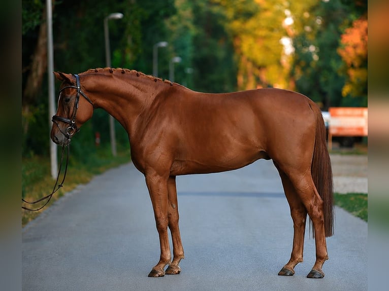 Hannoveraner Wallach 6 Jahre 175 cm Dunkelfuchs in Cegléd