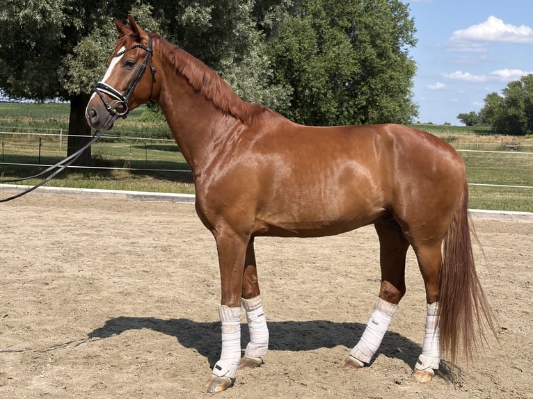Hannoveraner Wallach 6 Jahre 175 cm Fuchs in Oberkrämer