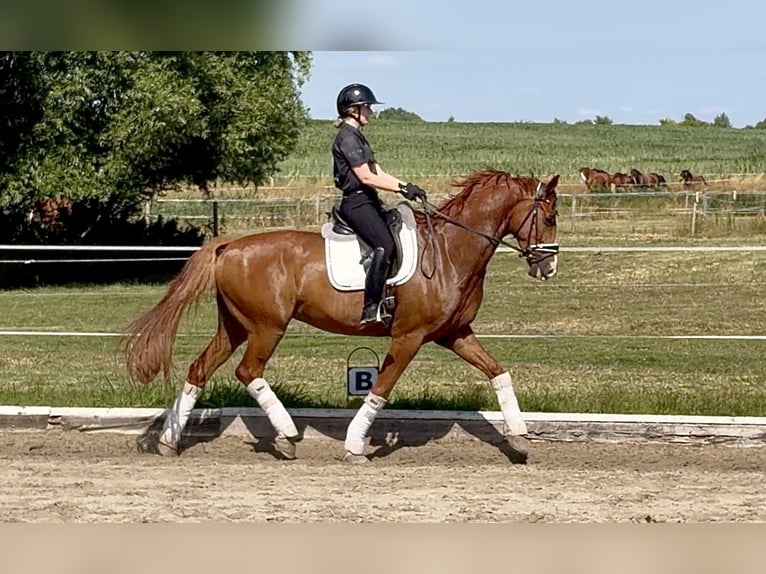 Hannoveraner Wallach 6 Jahre 175 cm Fuchs in Oberkrämer