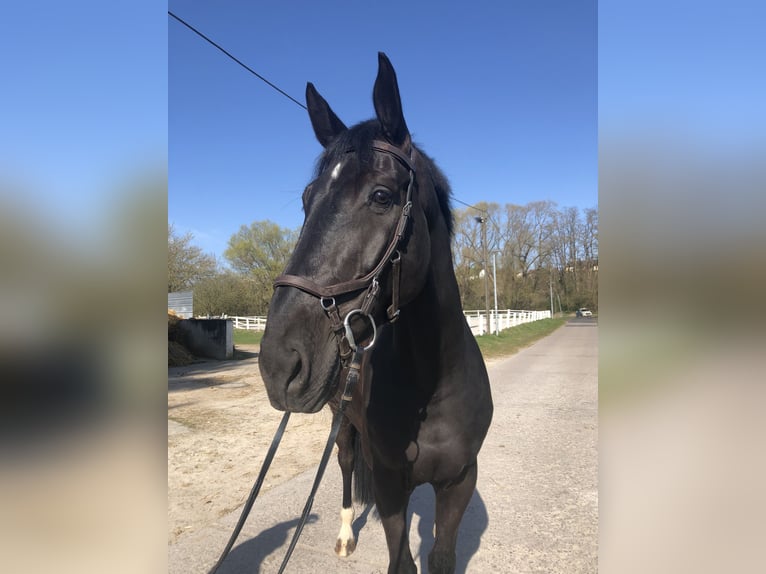 Hannoveraner Wallach 6 Jahre 175 cm Rappe in Bebra
