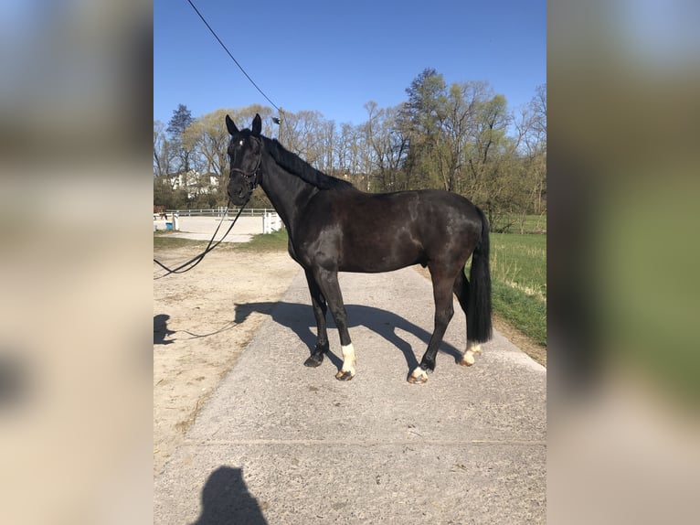 Hannoveraner Wallach 6 Jahre 175 cm Rappe in Bebra