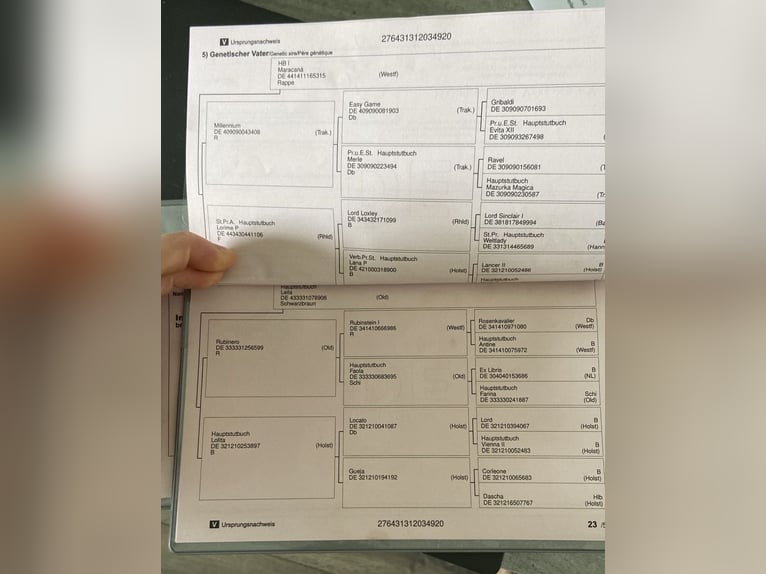 Hannoveraner Wallach 6 Jahre 175 cm Rappe in Tholey