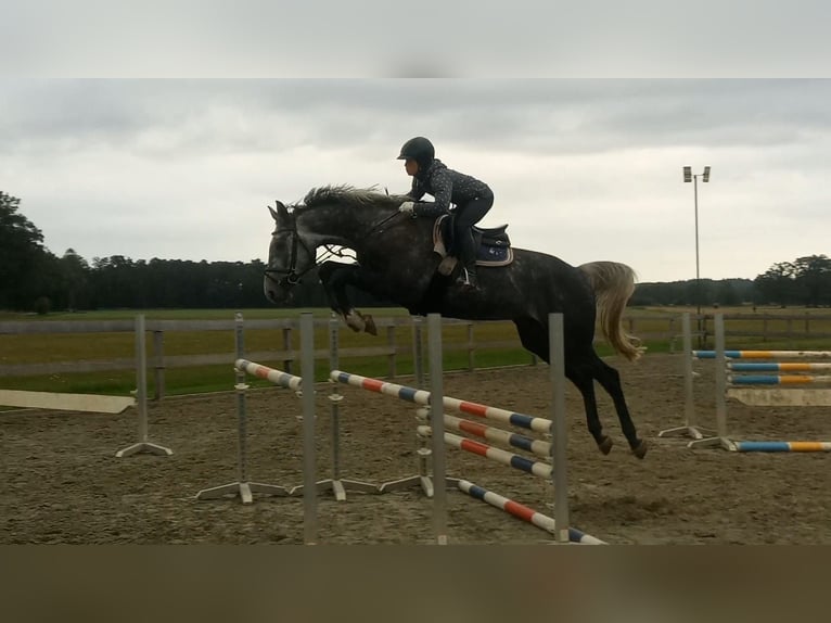 Hannoveraner Wallach 6 Jahre 175 cm Schimmel in Wittingen