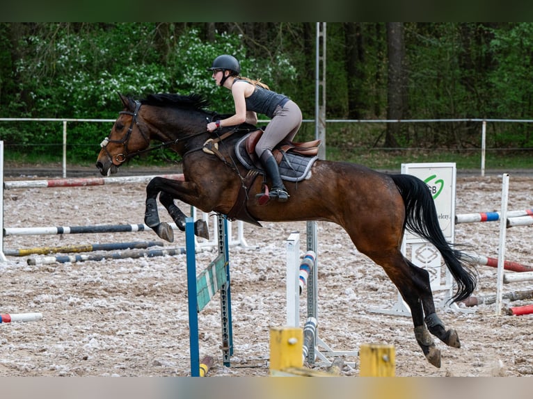 Hannoveraner Wallach 6 Jahre 176 cm Brauner in Konin
