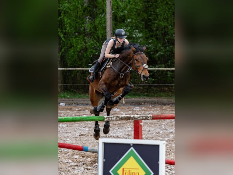 Hannoveraner Wallach 6 Jahre 176 cm Brauner in Konin