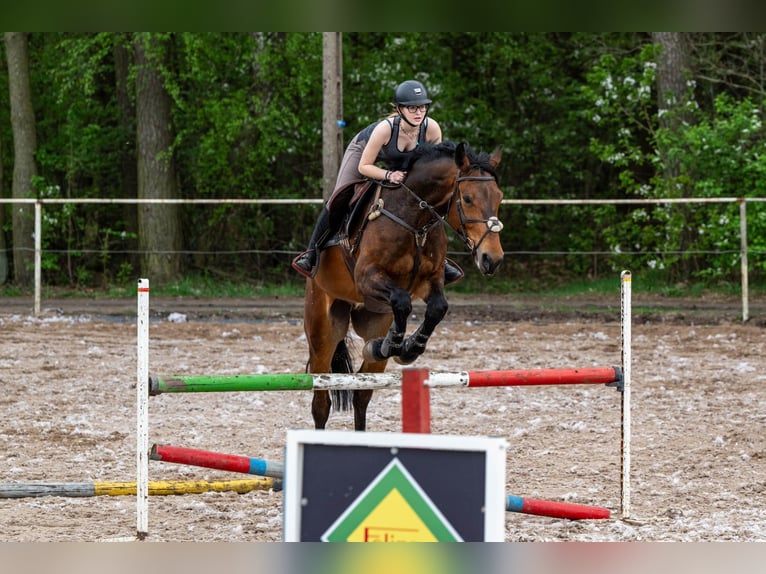 Hannoveraner Wallach 6 Jahre 176 cm Brauner in Konin