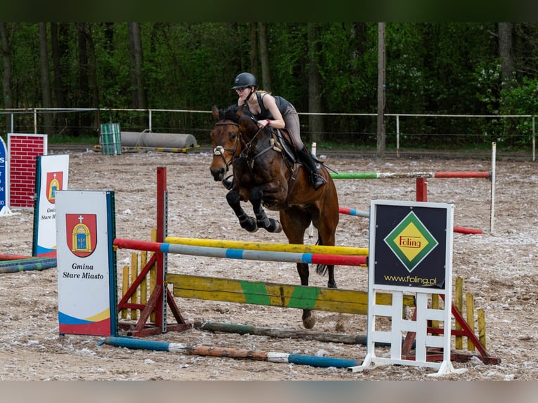 Hannoveraner Wallach 6 Jahre 176 cm Brauner in Konin