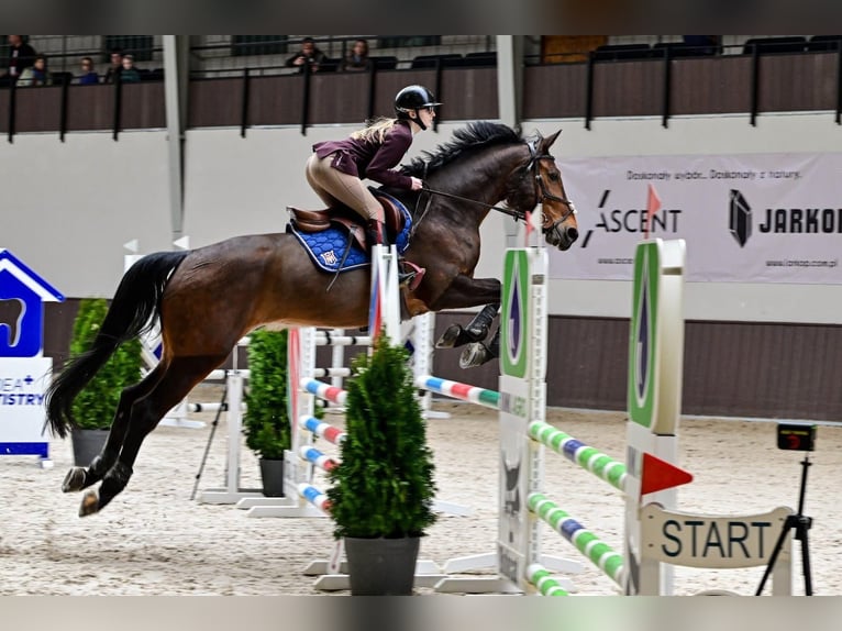 Hannoveraner Wallach 6 Jahre 176 cm Brauner in Konin