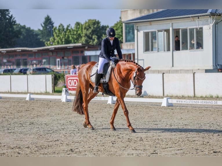 Hannoveraner Wallach 6 Jahre 176 cm Fuchs in Kölln-Reisiek