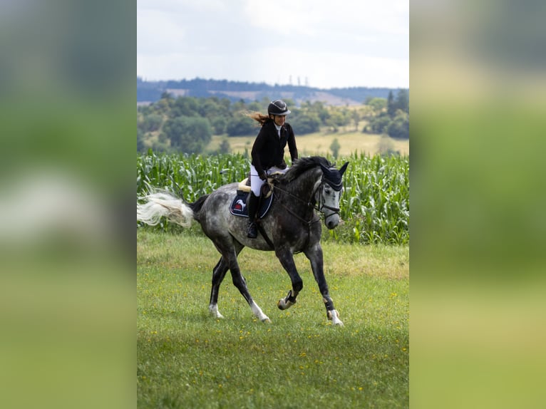 Hannoveraner Wallach 6 Jahre 176 cm Rappschimmel in Bösleben Wüllersleben