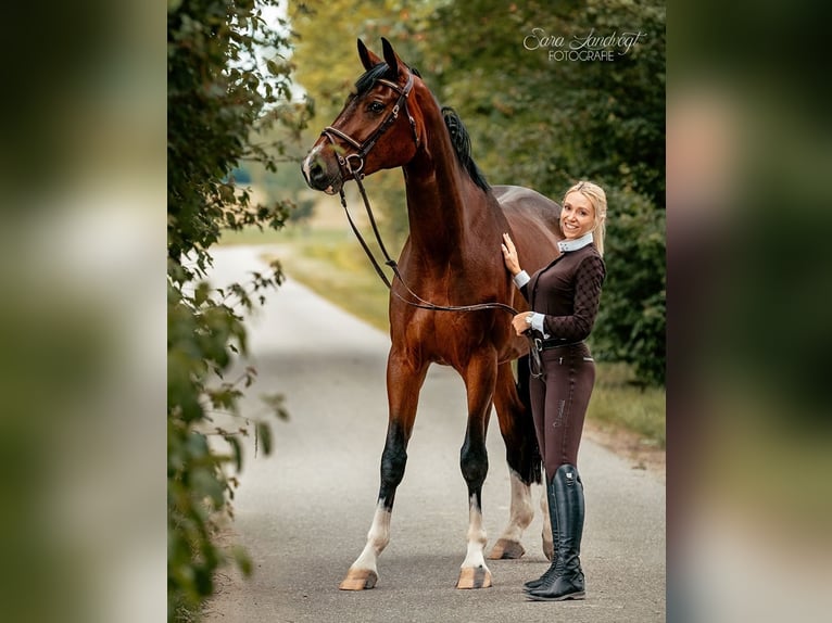 Hannoveraner Wallach 6 Jahre 177 cm Dunkelbrauner in Pfaffenhofen an der Ilm