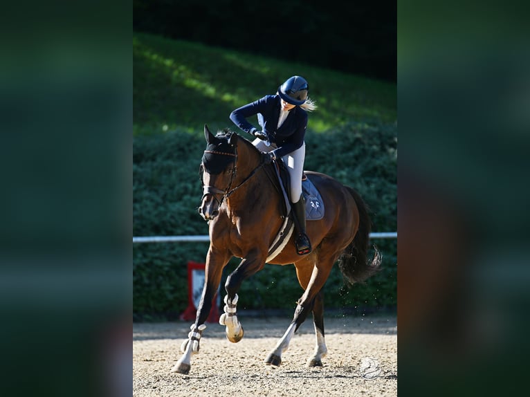 Hannoveraner Wallach 6 Jahre 177 cm Dunkelbrauner in Pfaffenhofen an der Ilm