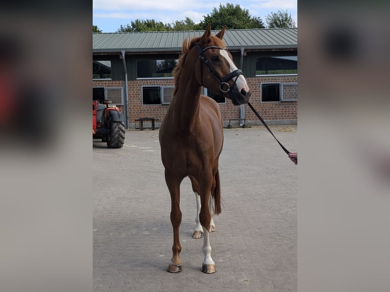 Hannoveraner Wallach 6 Jahre 177 cm Dunkelfuchs in Hamburg Marmstorf