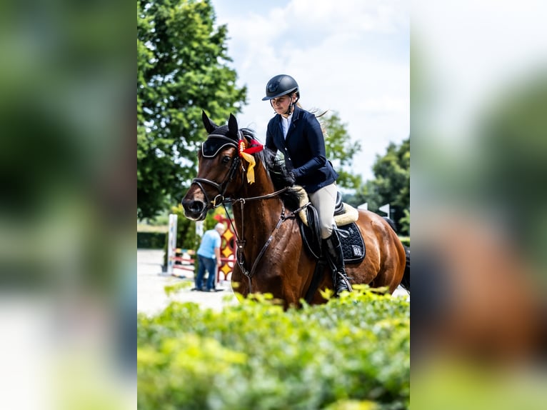 Hannoveraner Wallach 6 Jahre 177 cm Rotbrauner in Wysio&#x142;ek Luborzycki