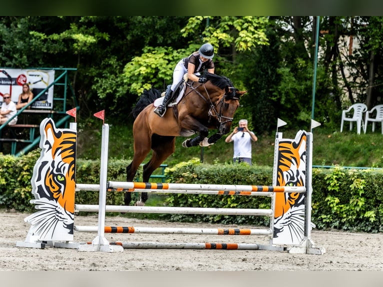 Hannoveraner Wallach 6 Jahre 177 cm Rotbrauner in Wysio&#x142;ek Luborzycki