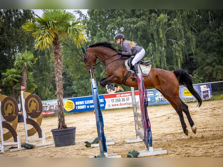 Hannoveraner Wallach 6 Jahre 177 cm Rotbrauner in Wysio&#x142;ek Luborzycki