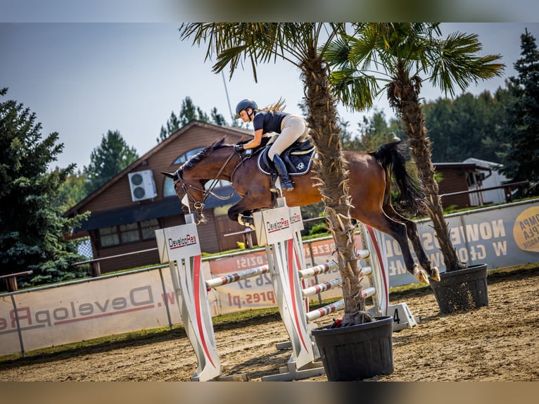 Hannoveraner Wallach 6 Jahre 177 cm Rotbrauner in Wysio&#x142;ek Luborzycki