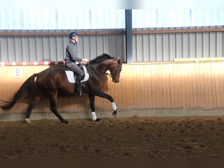 Hannoveraner Wallach 6 Jahre 178 cm Brauner in Steinau