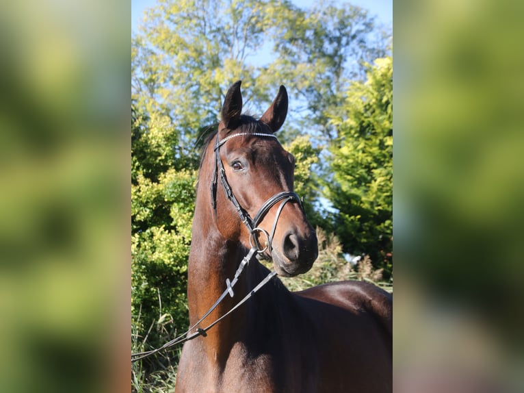 Hannoveraner Wallach 6 Jahre 178 cm Brauner in Steinau