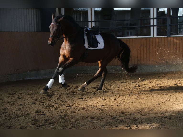 Hannoveraner Wallach 6 Jahre 178 cm Brauner in Steinau