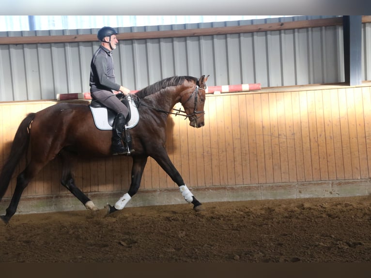 Hannoveraner Wallach 6 Jahre 178 cm Brauner in Steinau