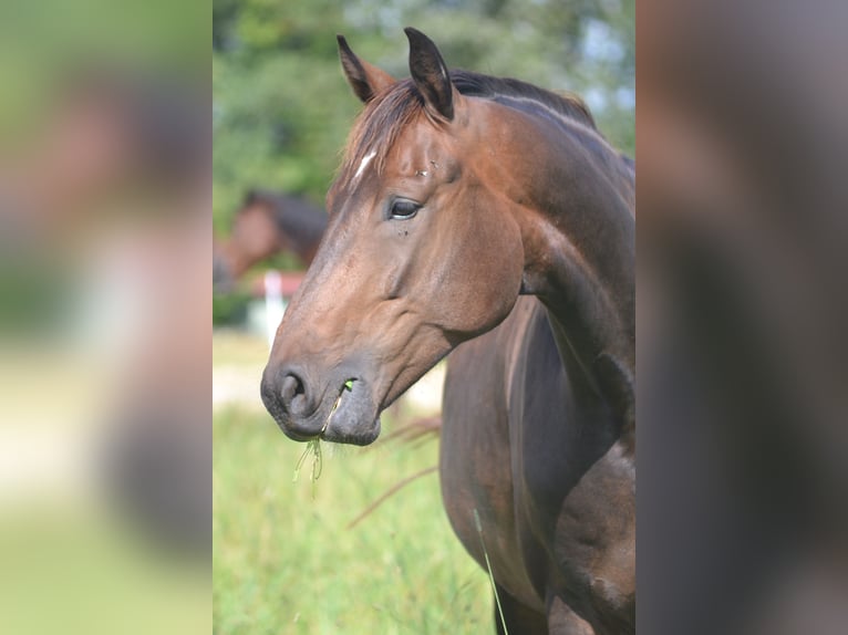 Hannoveraner Wallach 6 Jahre 178 cm Brauner in Wiesbaden