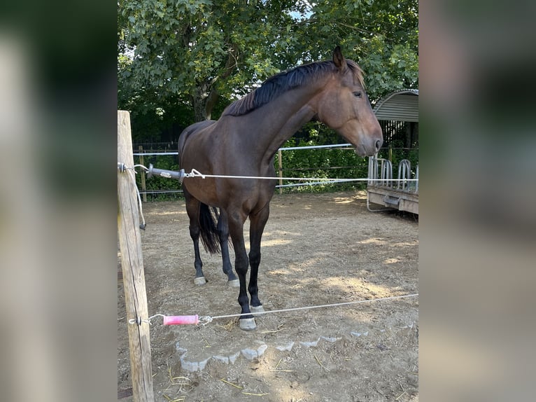 Hannoveraner Wallach 6 Jahre 178 cm Brauner in Wiesbaden