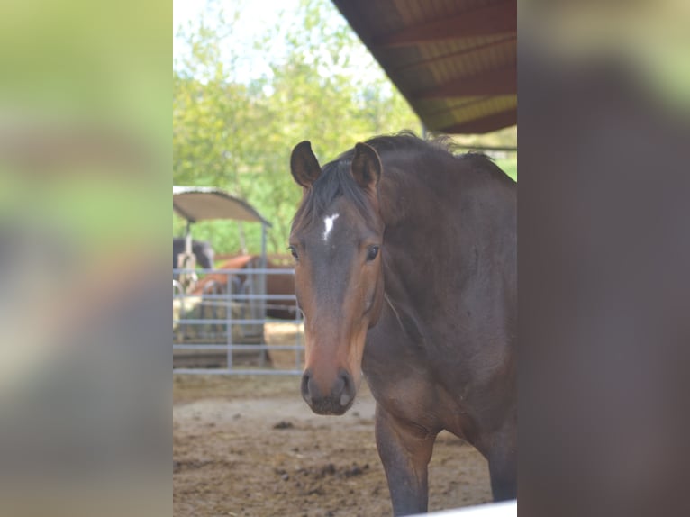 Hannoveraner Wallach 6 Jahre 178 cm Brauner in Wiesbaden