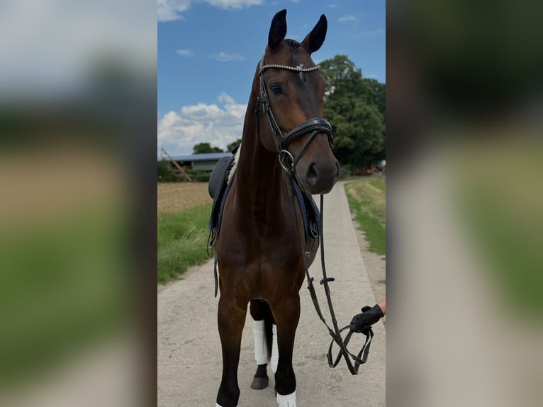 Hannoveraner Wallach 6 Jahre 178 cm Brauner in Wiesbaden