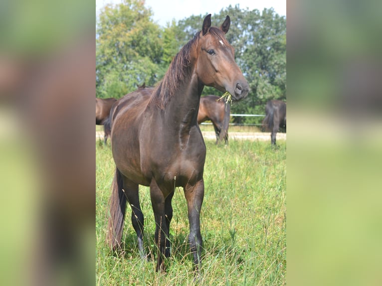 Hannoveraner Wallach 6 Jahre 178 cm Brauner in Wiesbaden