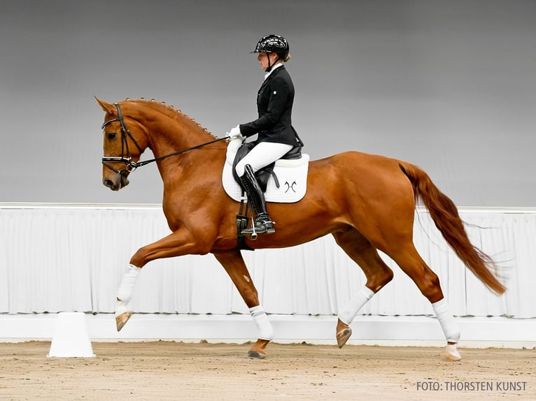 Hannoveraner Wallach 6 Jahre 178 cm Brauner in Verden