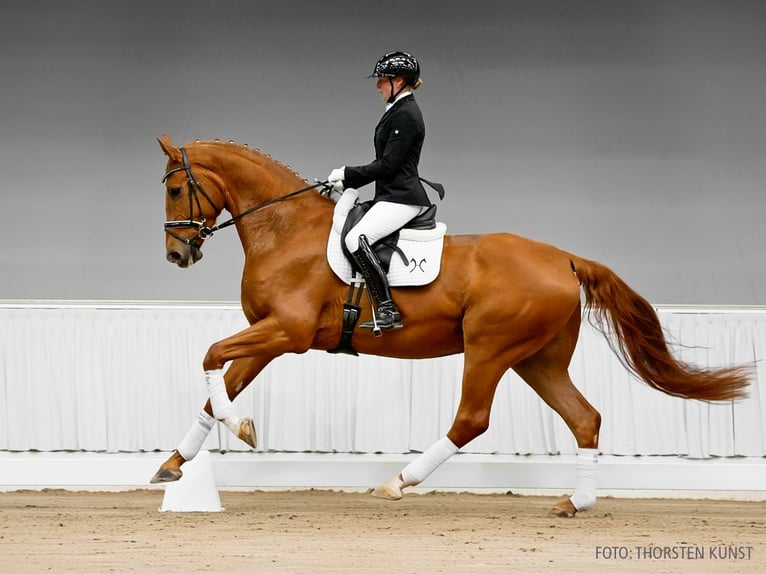 Hannoveraner Wallach 6 Jahre 178 cm Brauner in Verden