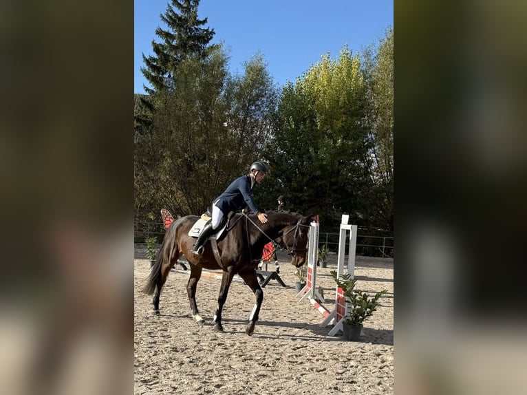 Hannoveraner Wallach 6 Jahre 178 cm Dunkelbrauner in Hohe Börde
