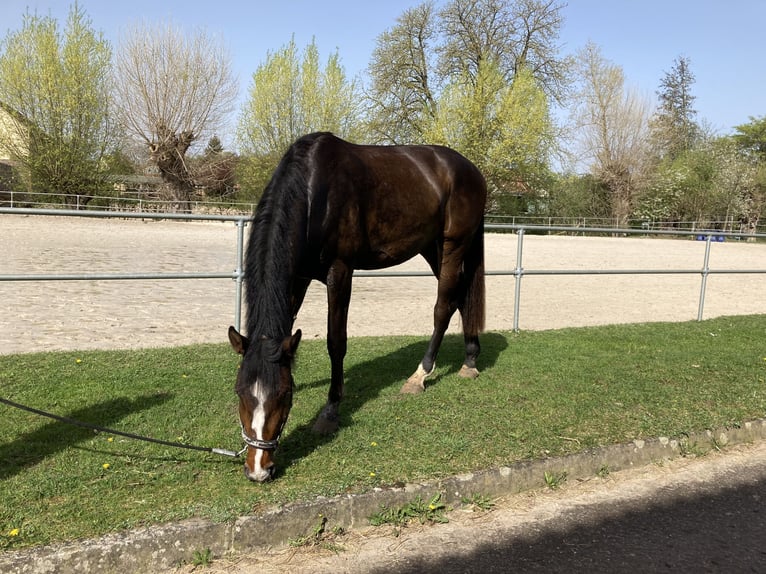 Hannoveraner Wallach 6 Jahre 178 cm Dunkelbrauner in Hohe Börde