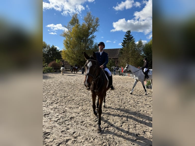 Hannoveraner Wallach 6 Jahre 178 cm Dunkelbrauner in Hohe Börde