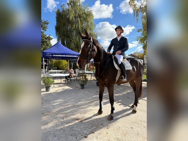 Hannoveraner Wallach 6 Jahre 178 cm Dunkelbrauner in Hohe Börde
