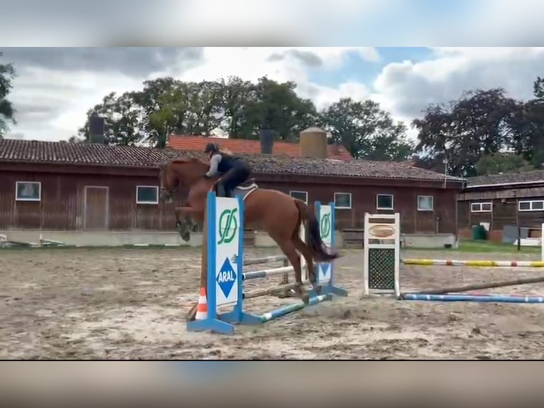 Hannoveraner Wallach 6 Jahre 178 cm Fuchs in Mellinghausen