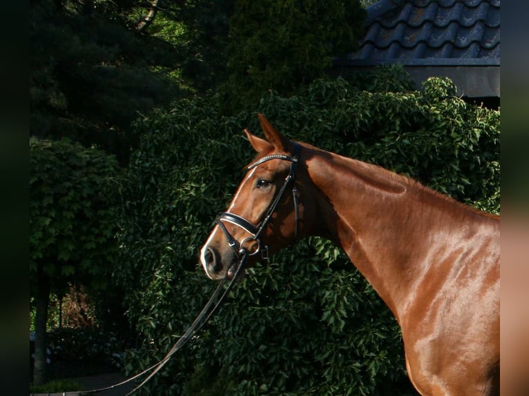 Hannoveraner Wallach 6 Jahre 178 cm Fuchs in Mellinghausen