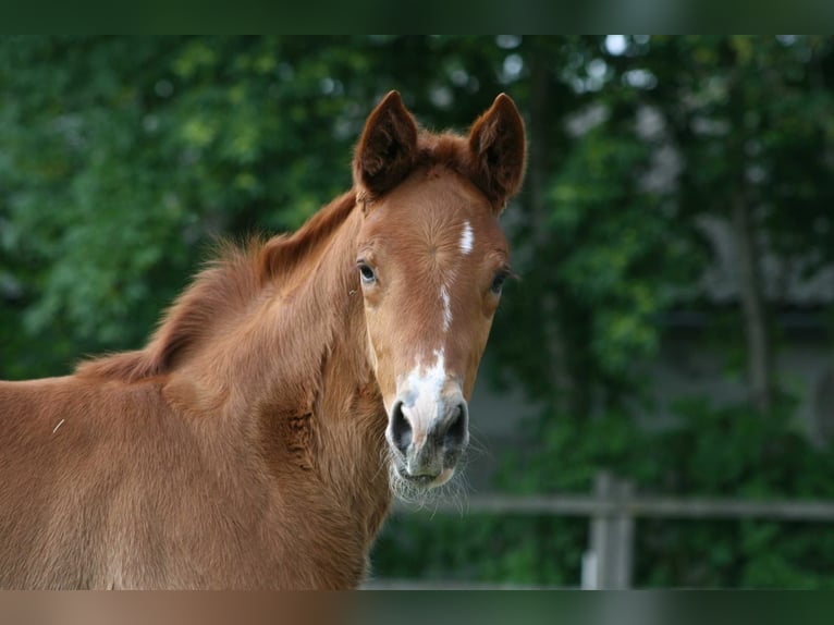 Hannoveraner Wallach 6 Jahre 178 cm Fuchs in Mellinghausen