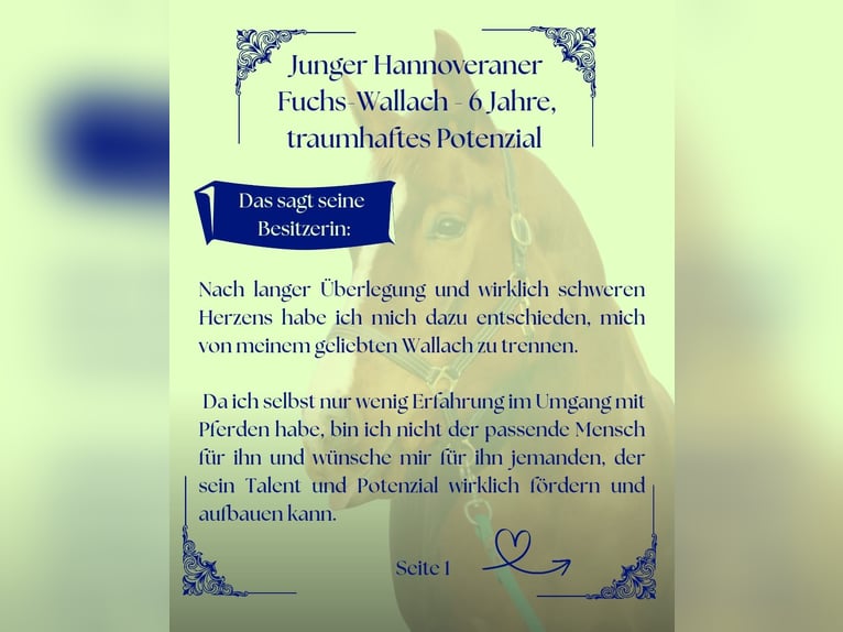 Hannoveraner Wallach 6 Jahre 178 cm Fuchs in Meinersen