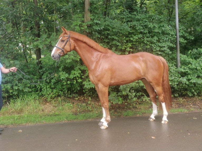 Hannoveraner Wallach 6 Jahre 178 cm Fuchs in Sottrum