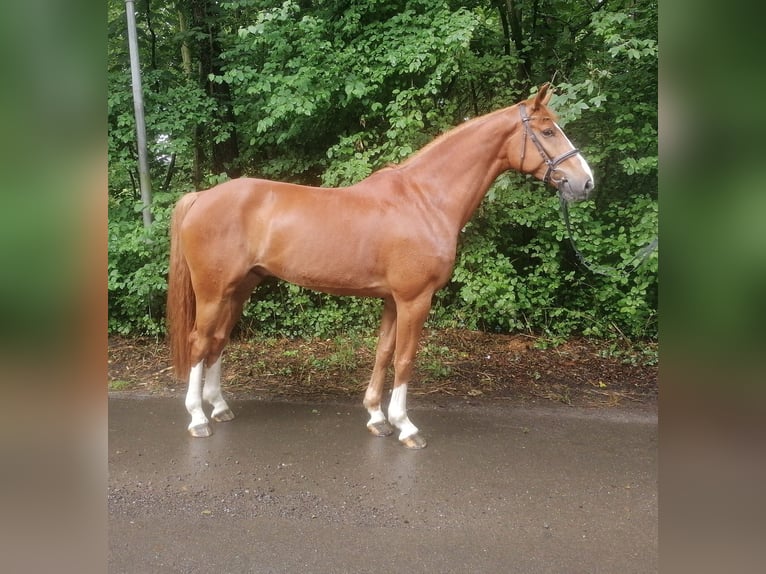 Hannoveraner Wallach 6 Jahre 178 cm Fuchs in Sottrum