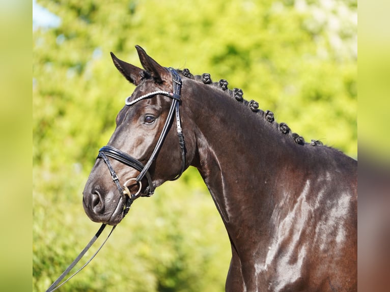 Hannoveraner Wallach 6 Jahre 178 cm Rappe in Hohenfelde