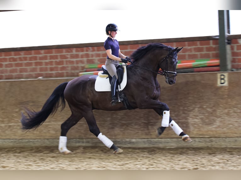 Hannoveraner Wallach 6 Jahre 178 cm Schwarzbrauner in Milte Warendorf