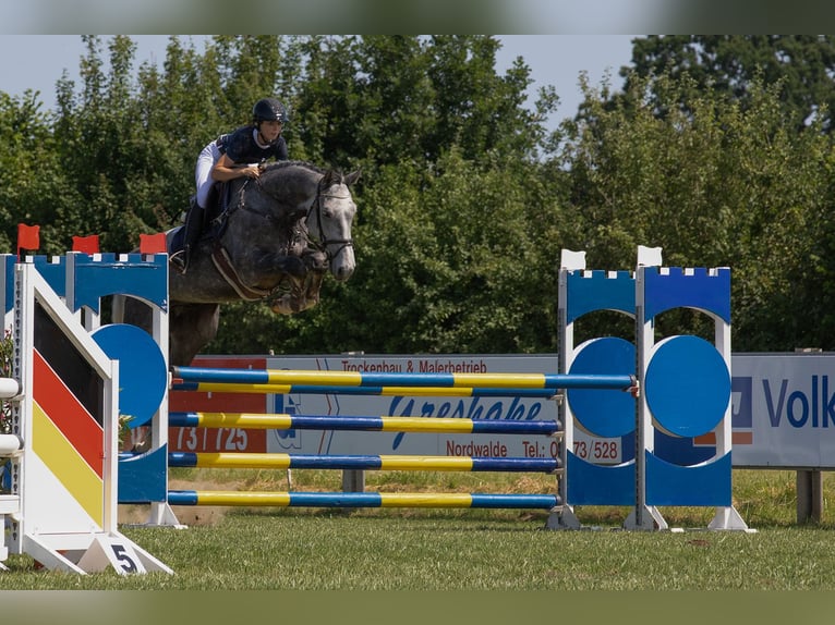 Hannoveraner Wallach 6 Jahre 180 cm Apfelschimmel in Altenberge